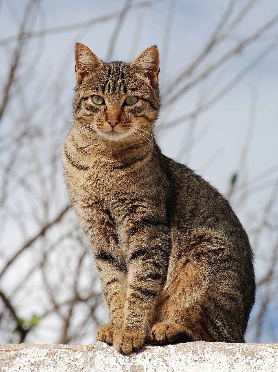 Chat tigré assis sur un muret